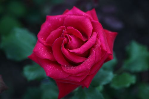 Free Stunning close-up of a red rose with dewdrops, capturing its vibrant beauty. Stock Photo