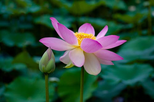 꽃이 피는, 넬 버스 누티 페라, 분홍색 꽃의 무료 스톡 사진