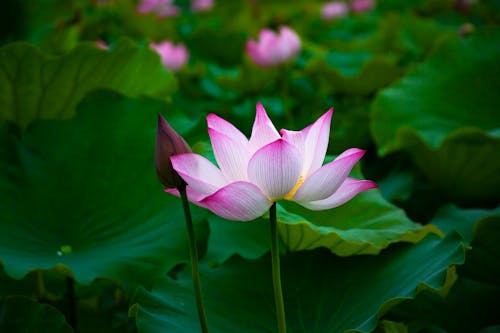 Close-Up Shot of a Blooming Pink Water Lily Flower