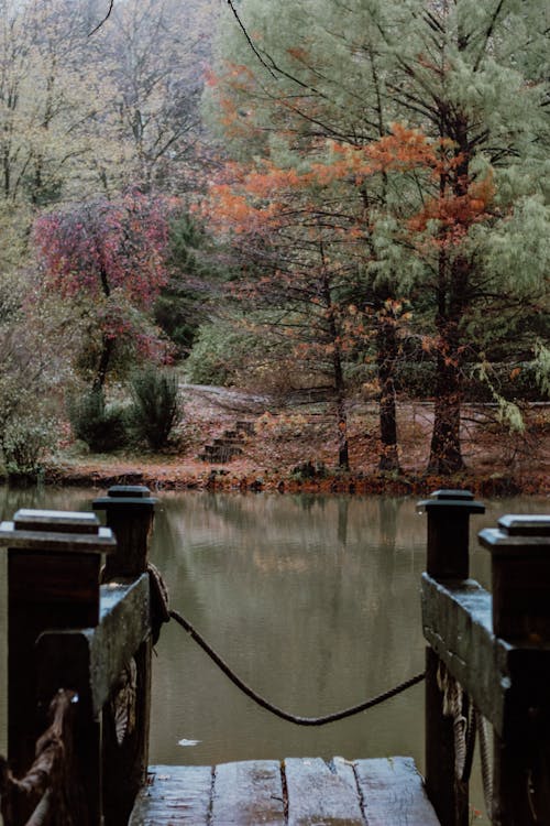 A Wooden Bridge Near a Lake and Autumn Trees in the Forest