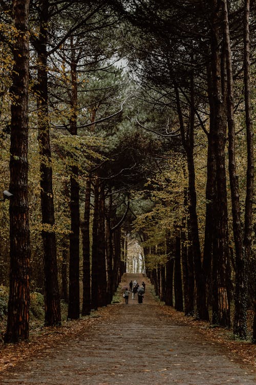 People Walking on a Pathway Between Tall Trees in a Forest Park