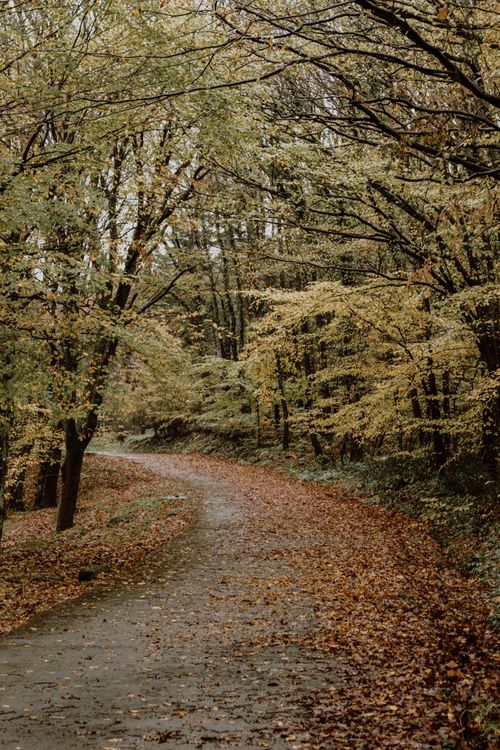 Free Tranquil forest path with colorful autumn leaves and lush greenery, capturing the essence of fall. Stock Photo