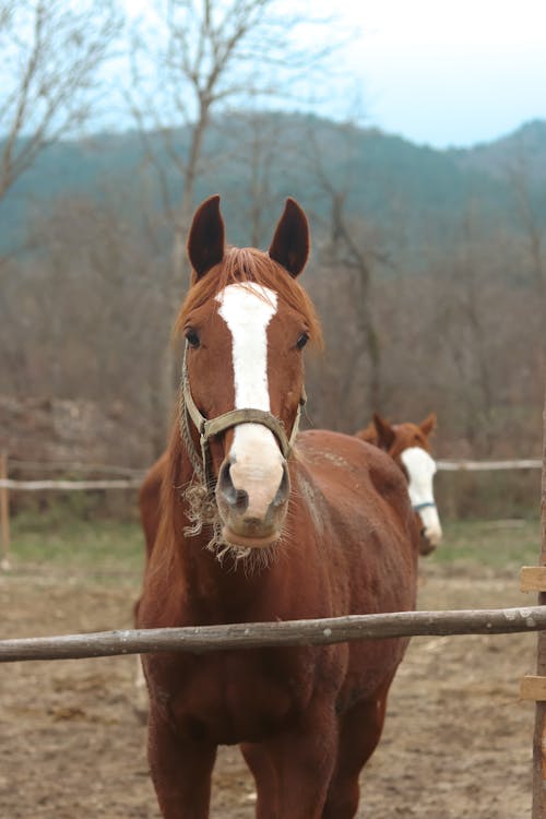 Fotos de stock gratuitas de agricultura, animal, caballos