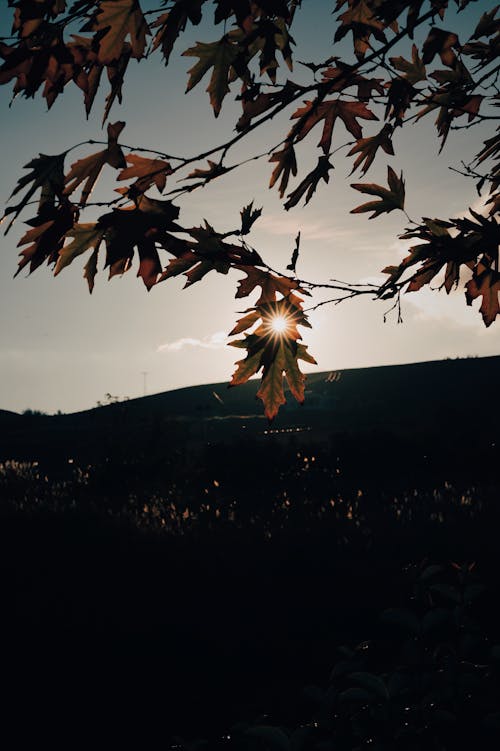 Foto stok gratis alam, Daun-daun, matahari terbenam