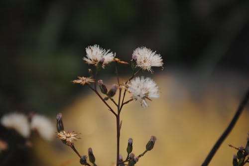 Delicate White Flowers