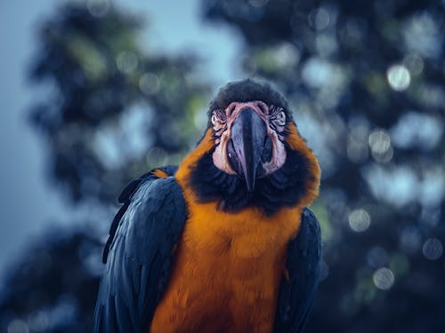 Amerika papağanı, hayvan, kapatmak içeren Ücretsiz stok fotoğraf