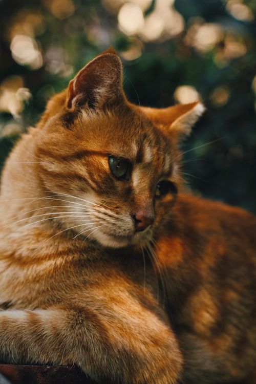Free Close-up portrait of a beautiful tabby cat resting outdoors in Ankara, Turkey, under warm light. Stock Photo