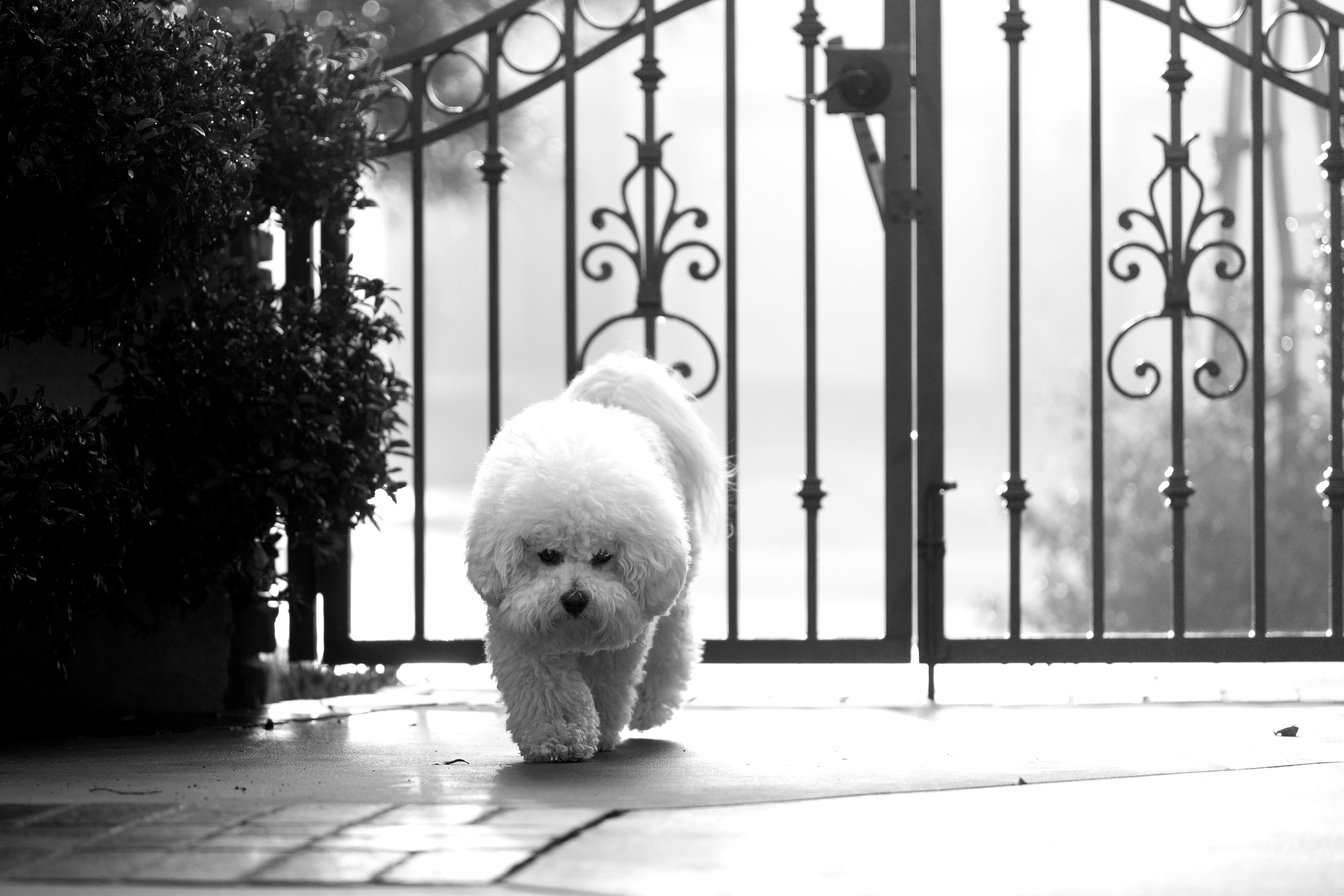 A Grayscale of a Bichon Frise