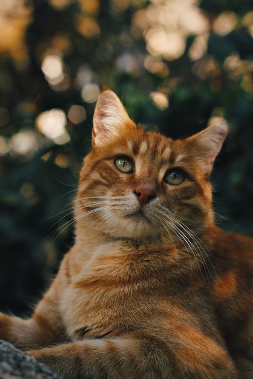 Free Charming tabby cat relaxing outdoors in Ankara, Turkey, captured in natural light. Stock Photo
