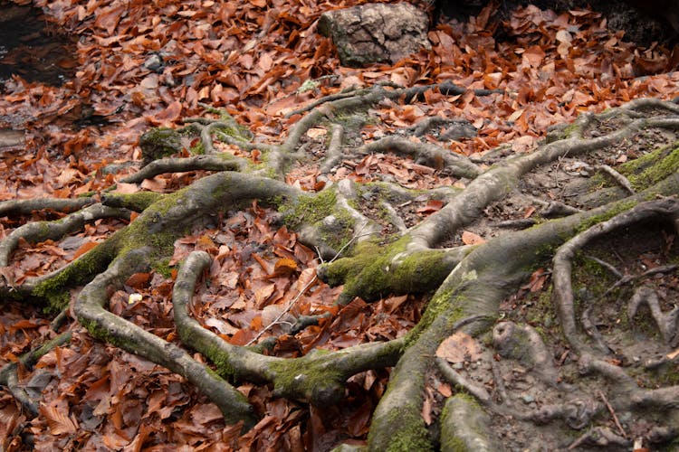 Roots Of A Tree On The Ground