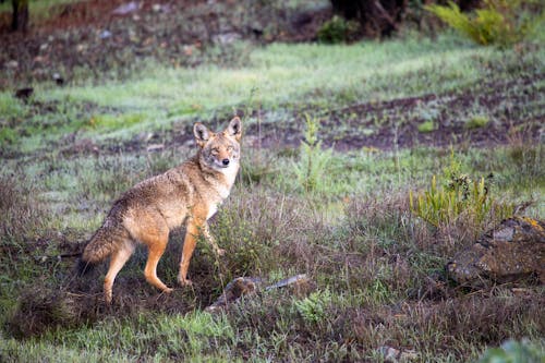 Free stock photo of animal photography, canine, coyote