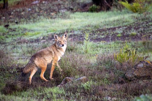 Free Wild coyote standing alert in a lush green field, captured in vivid daylight. Stock Photo