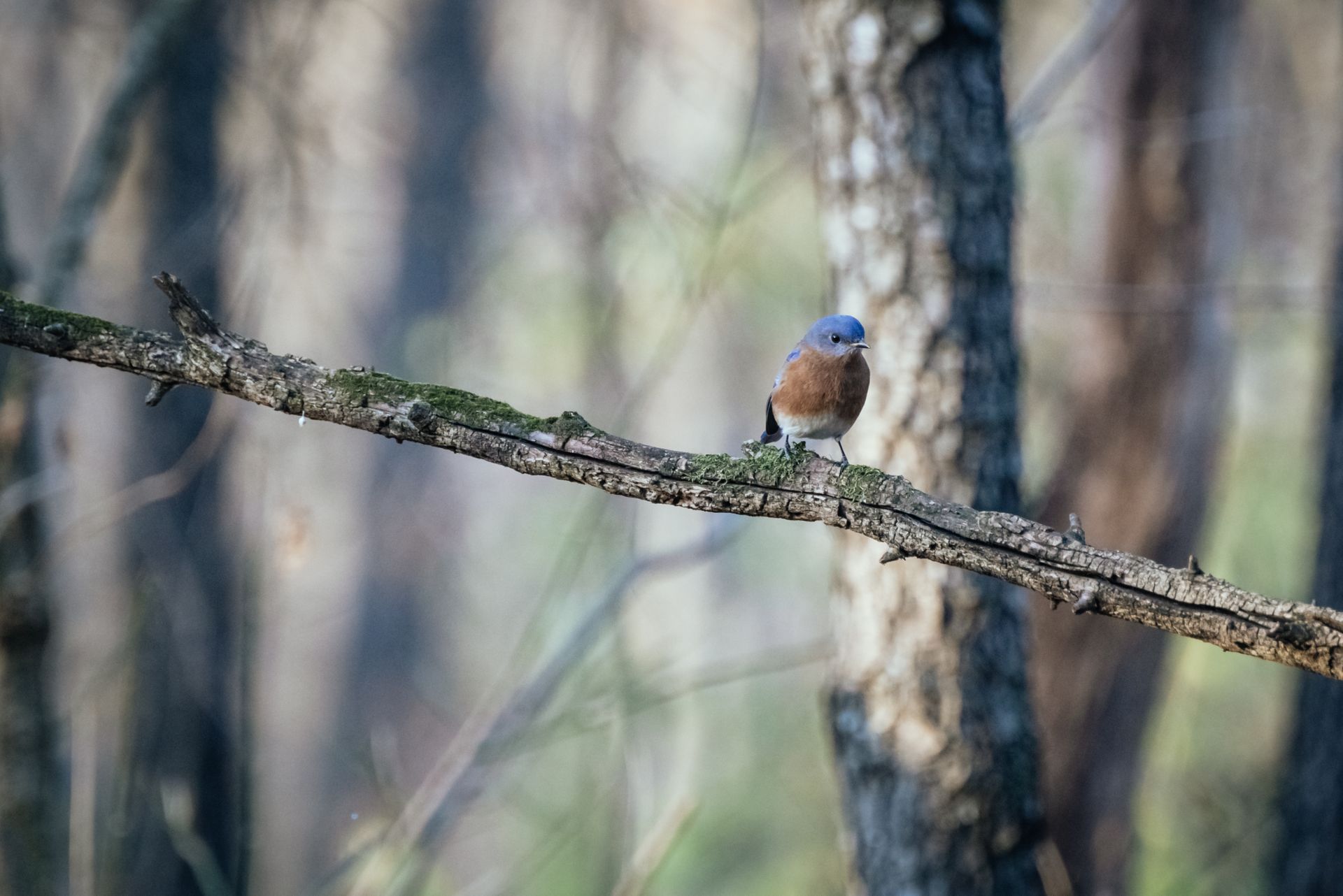 A vibrant Eastern Bluebird perched on a mossy tree branch in a serene forest setting.