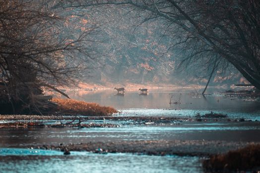 Peaceful autumn scene of deer crossing a river in a misty forest.