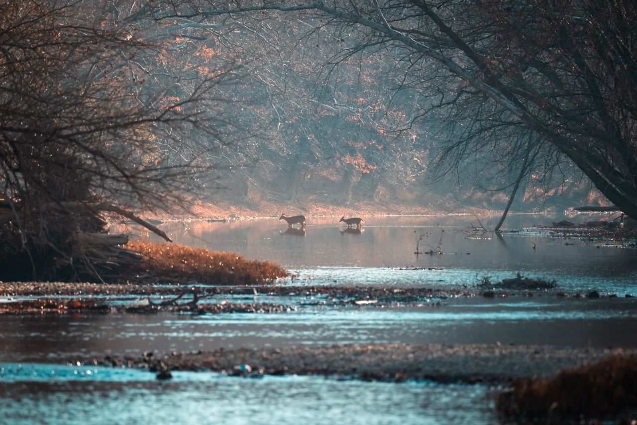 peaceful autumn scene of deer crossing a river in a misty forest