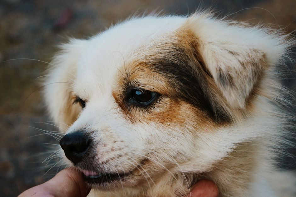 Charming close-up portrait of a fluffy dog being gently held outdoors.