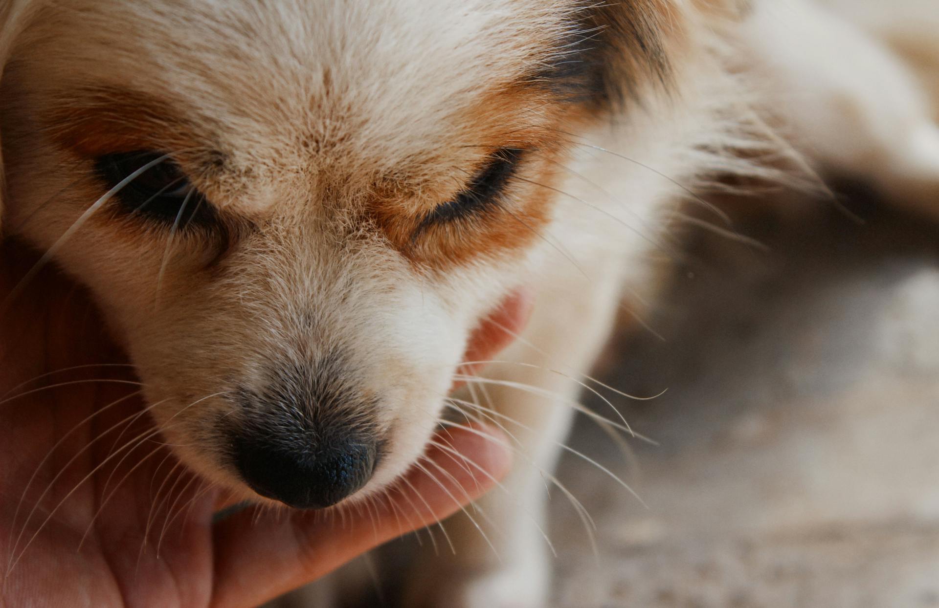 Personne tenant un chiot