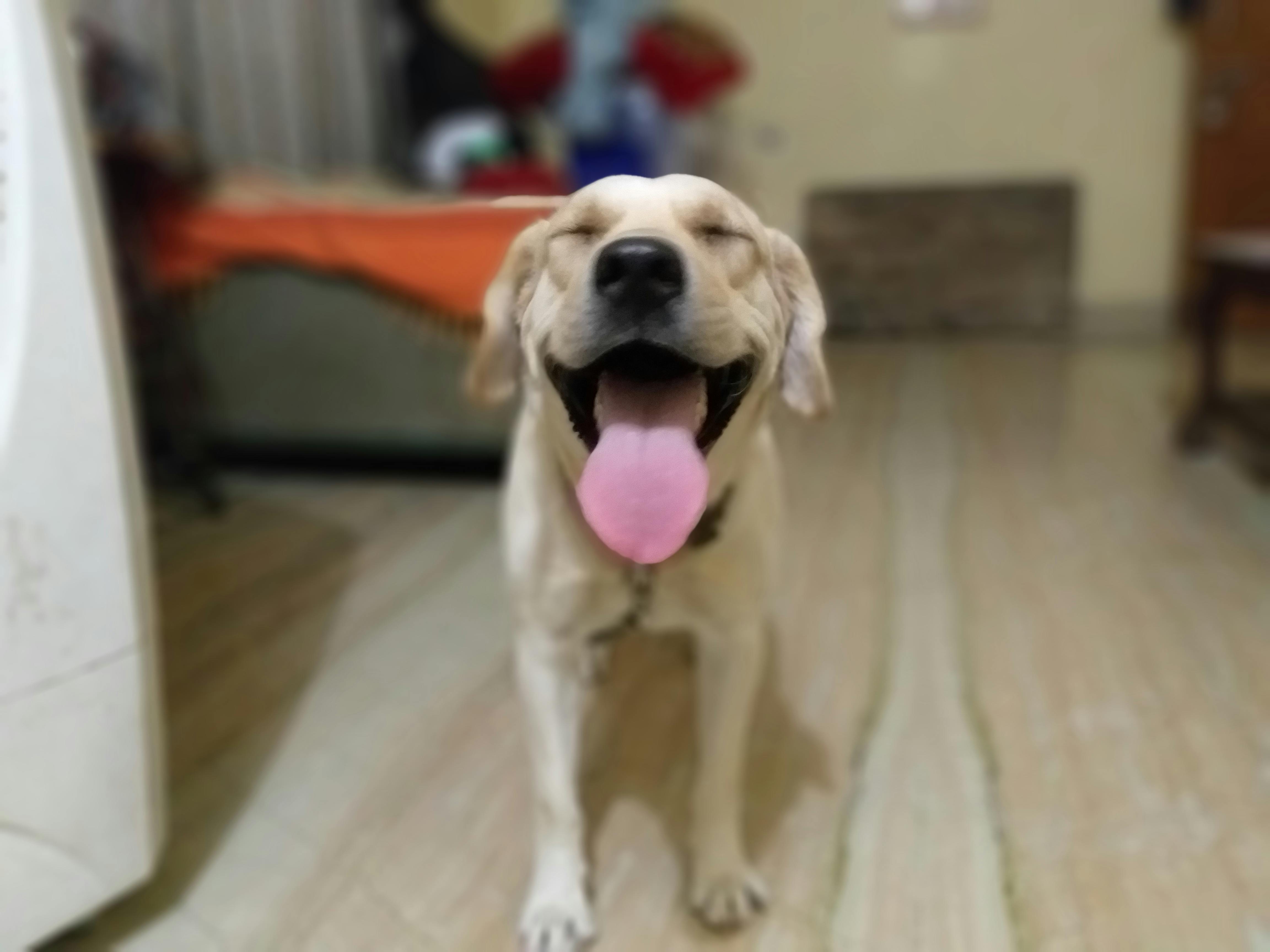 Free stock photo of #Puppy #Smile