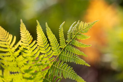 Green Fern Leaf in Close-up Photography