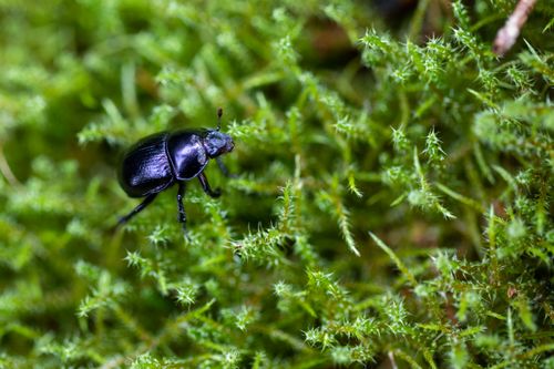 Free Insect on vibrant green moss, showcasing natural habitat and wild environment. Stock Photo