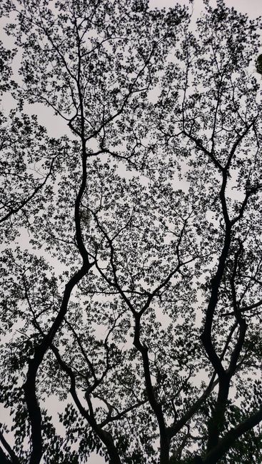 Fotomural Captura artística en monocromo de intrincadas ramas de árbol creando una silueta impactante contra el cielo.