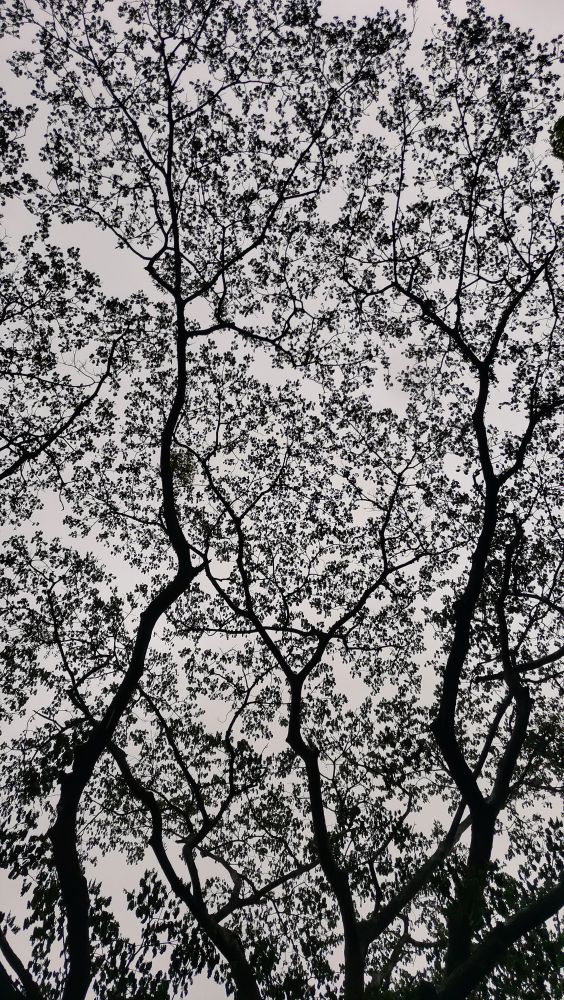Tree In Black Black Tree Photos, Download The BEST Free Black Tree Stock Photos & HD ...