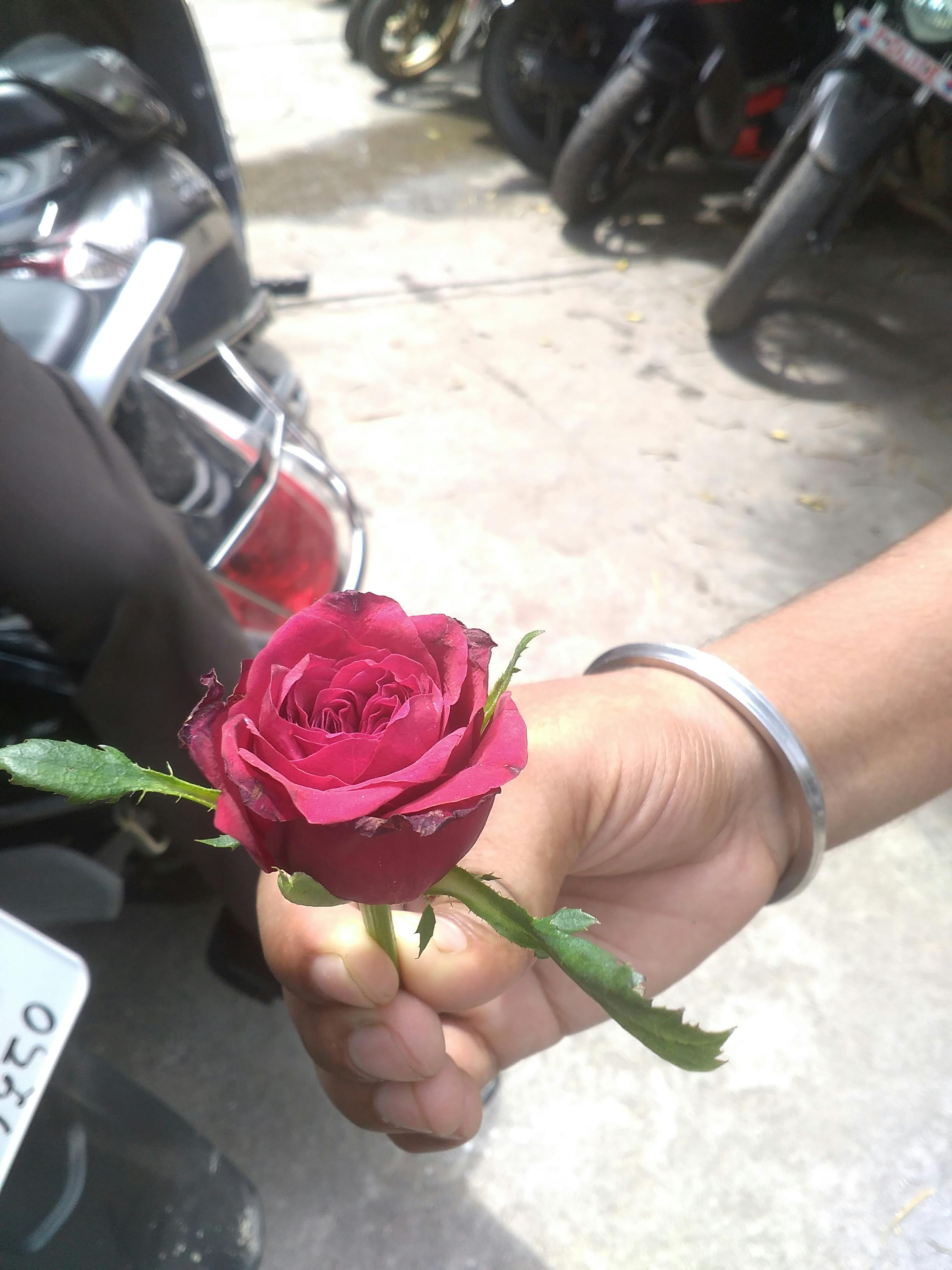 Free stock photo of beautiful flowers, Pink Rose, proposal
