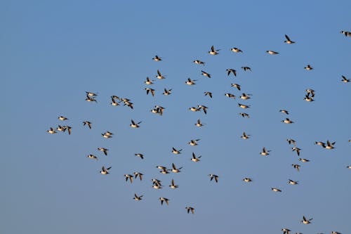 Photo of a Flock of Flying Birds Against the Blue Sky