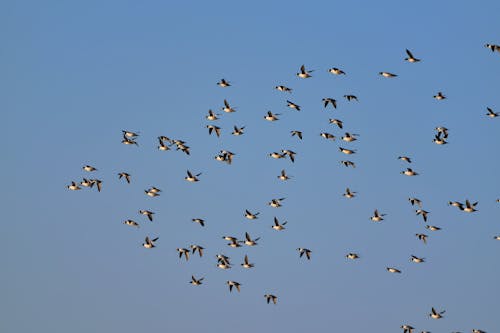 Foto d'estoc gratuïta de animals, bandada, cel blau