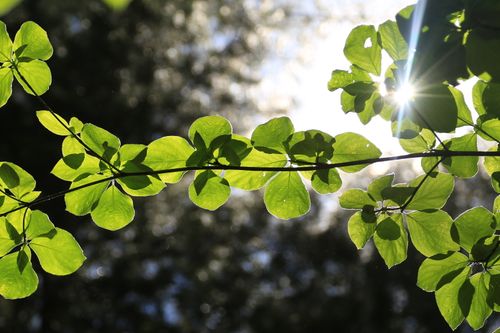Free Bright green leaves with sunrays shining through in San Francisco, CA. Stock Photo