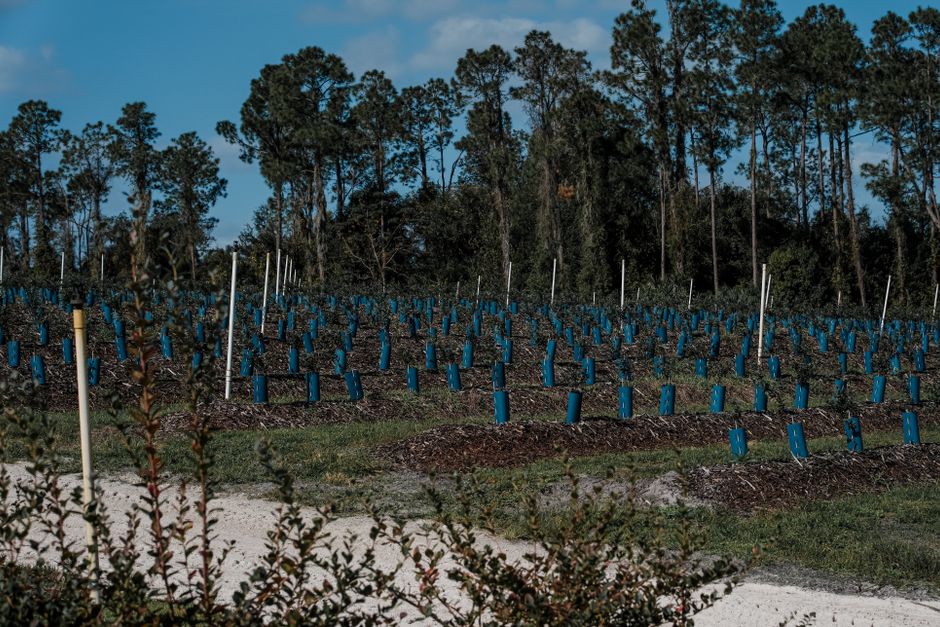 Young orchard with protective tree shelters in rows — growing apple trees from seed Surrey BC