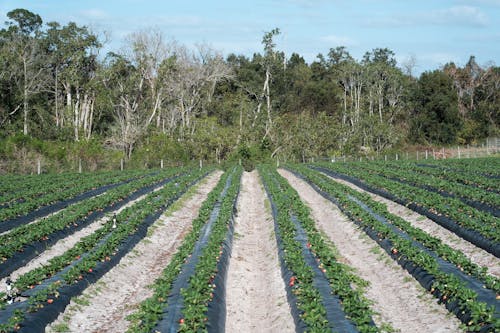 Strawberry Field 