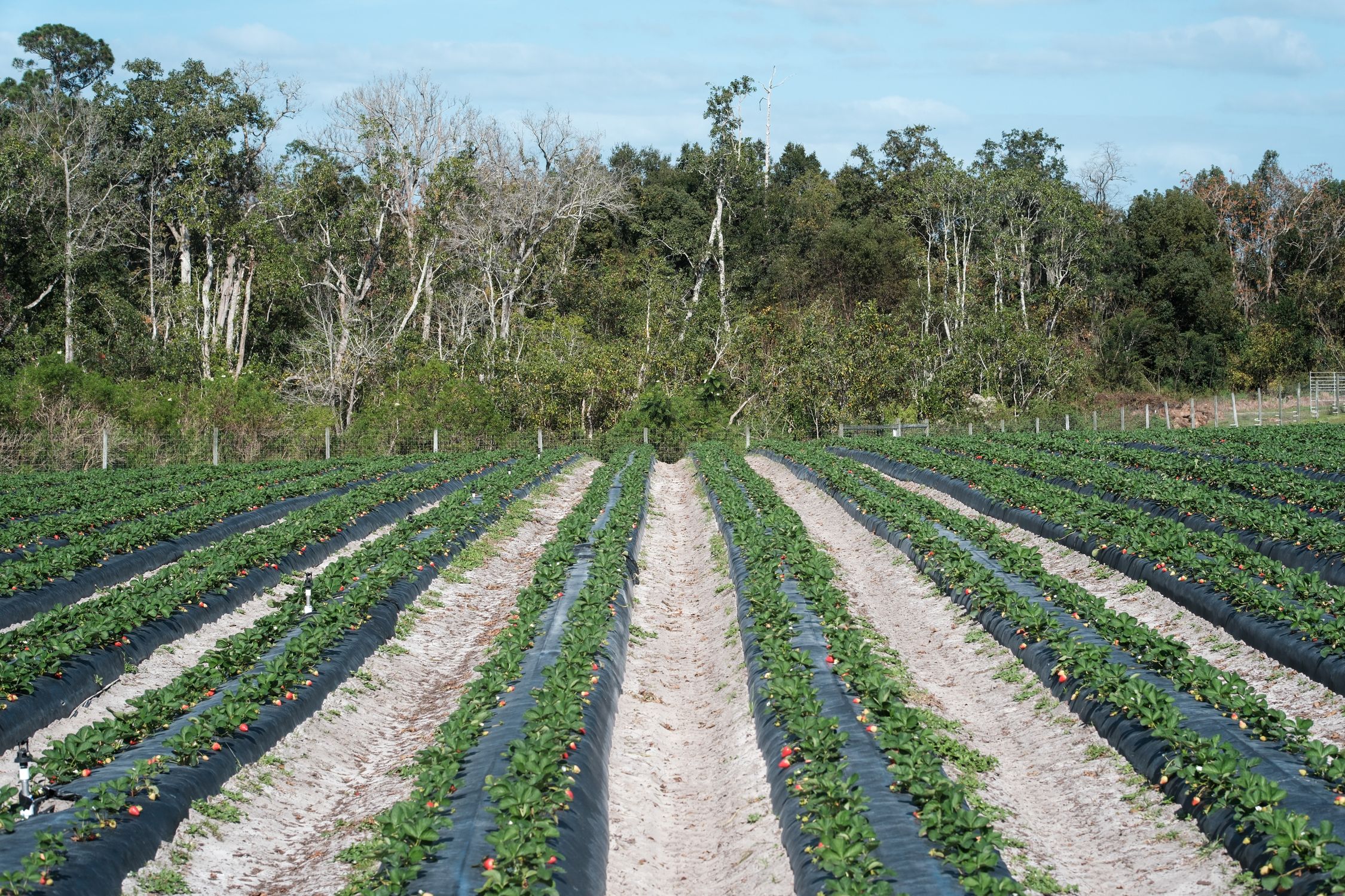 Strawberry Field · Free Stock Photo