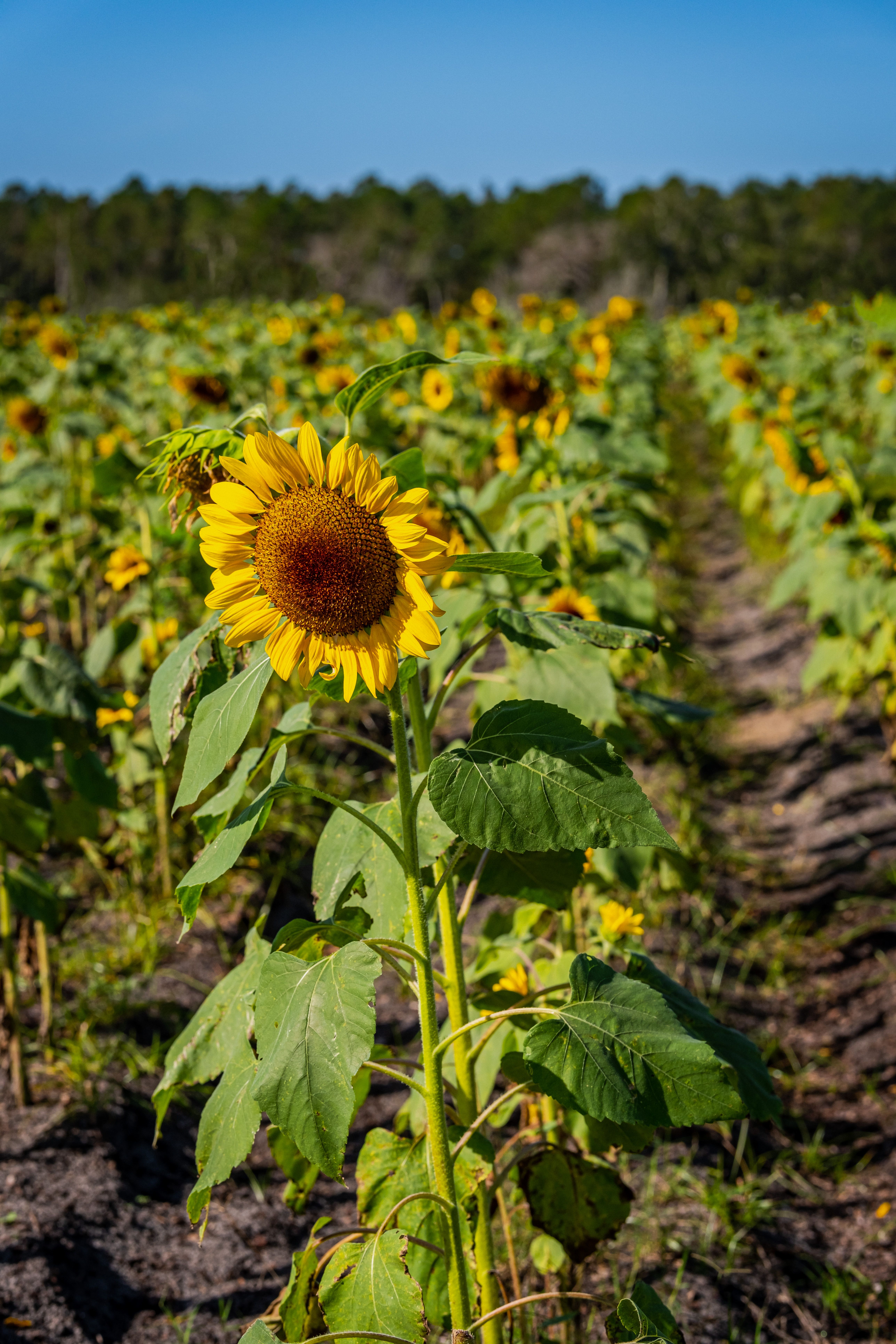 Sunflower Field in Bloom · Free Stock Photo