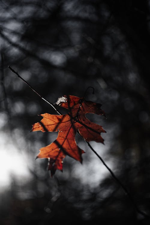 Fallen Autumn Leaf on Twig