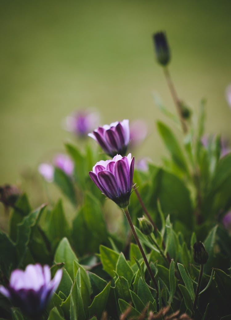 A Purple Blooming Flower