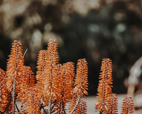 Δωρεάν στοκ φωτογραφιών με bokeh, ανάπτυξη, κήπος