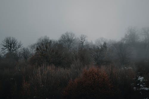 Trees under Gloomy Sky