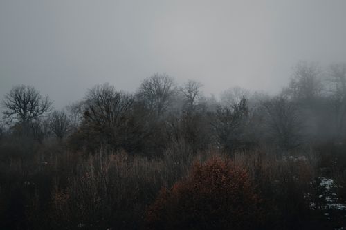 Free A foggy winter landscape featuring bare trees and a moody atmosphere, showcasing nature's quiet beauty. Stock Photo