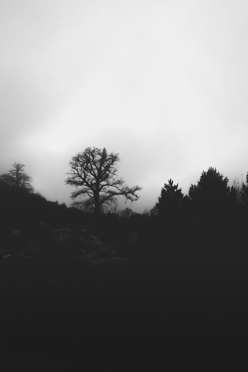 Free Silhouetted Foggy Landscape Stock Photo