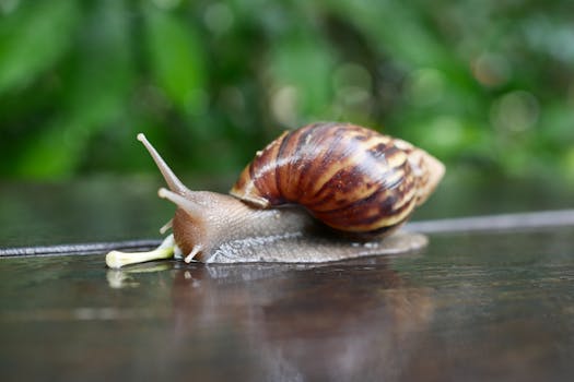 Detailed image of a garden snail with a rich brown shell moving slowly on a wet surface outdoors.