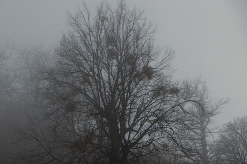 Leafless Trees in Fog 