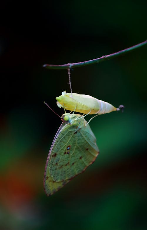 Macro Photography of Green Butterfly on Yellow Cocoon