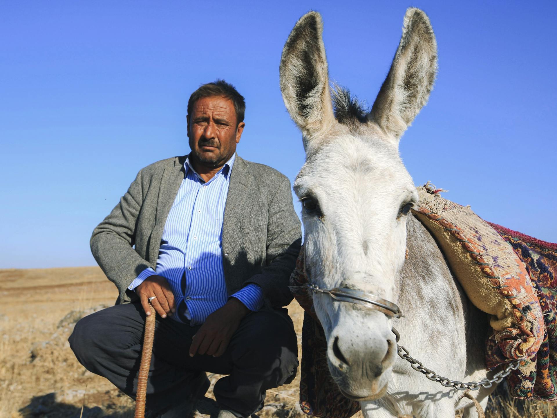 A Man Sitting Beside white Donkey