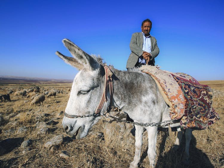 Man And A Saddled Donkey 