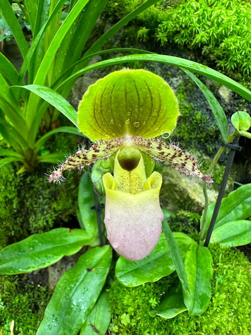 Ảnh lưu trữ miễn phí về hoa, paphiopedilum primulinum, vườn bách thảo singapore