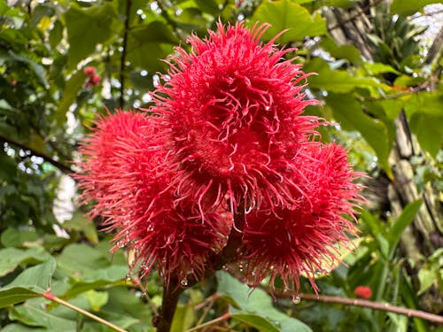 Foto profissional grátis de flores, fotos do iphone 14, jardins botânicos de singapura