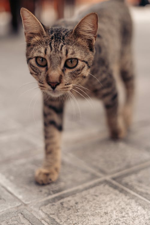 Fotobanka s bezplatnými fotkami na tému cicavec, domáci, mača