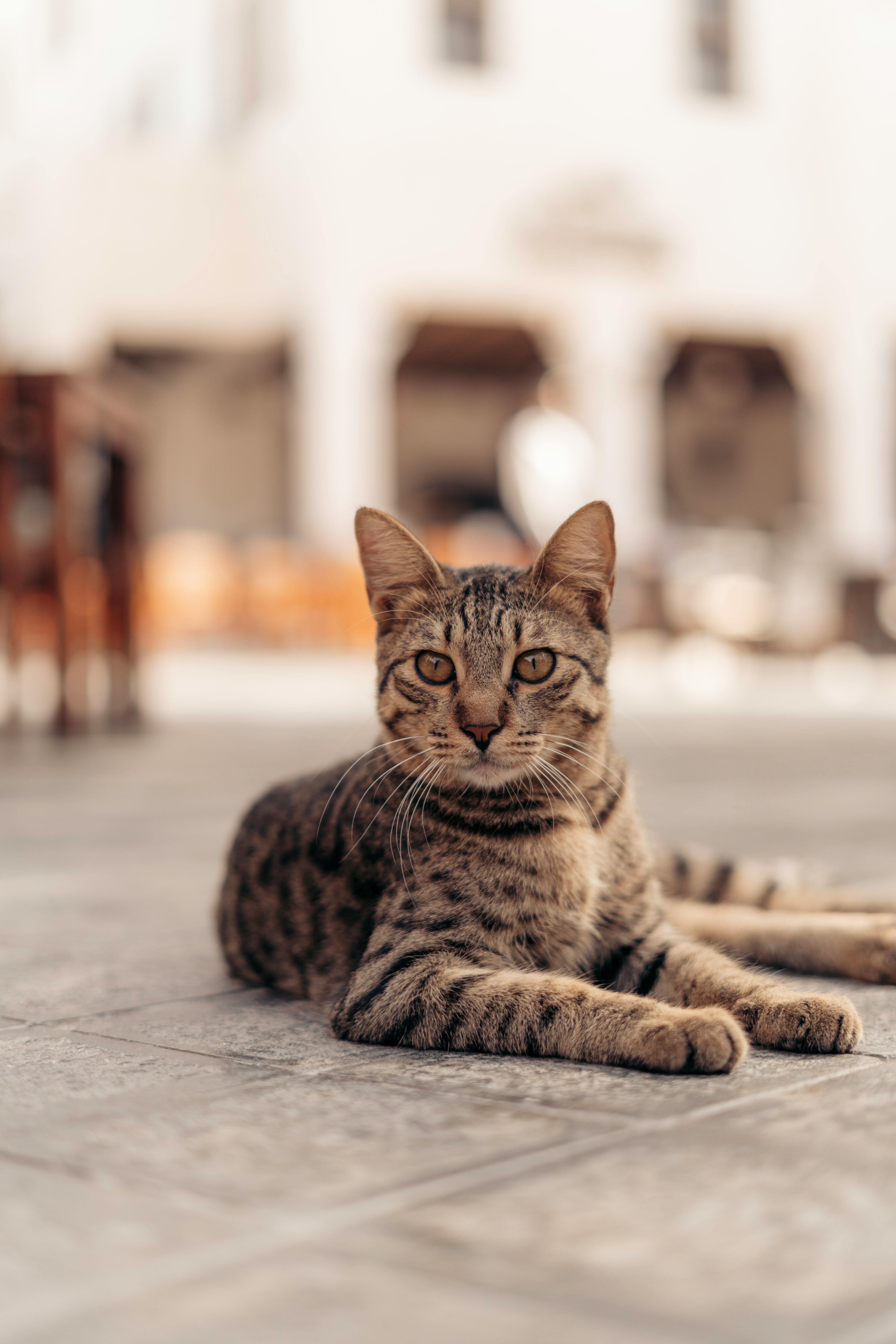 Cat Rear Photos, Download The BEST Free Cat Rear Stock Photos & HD Images