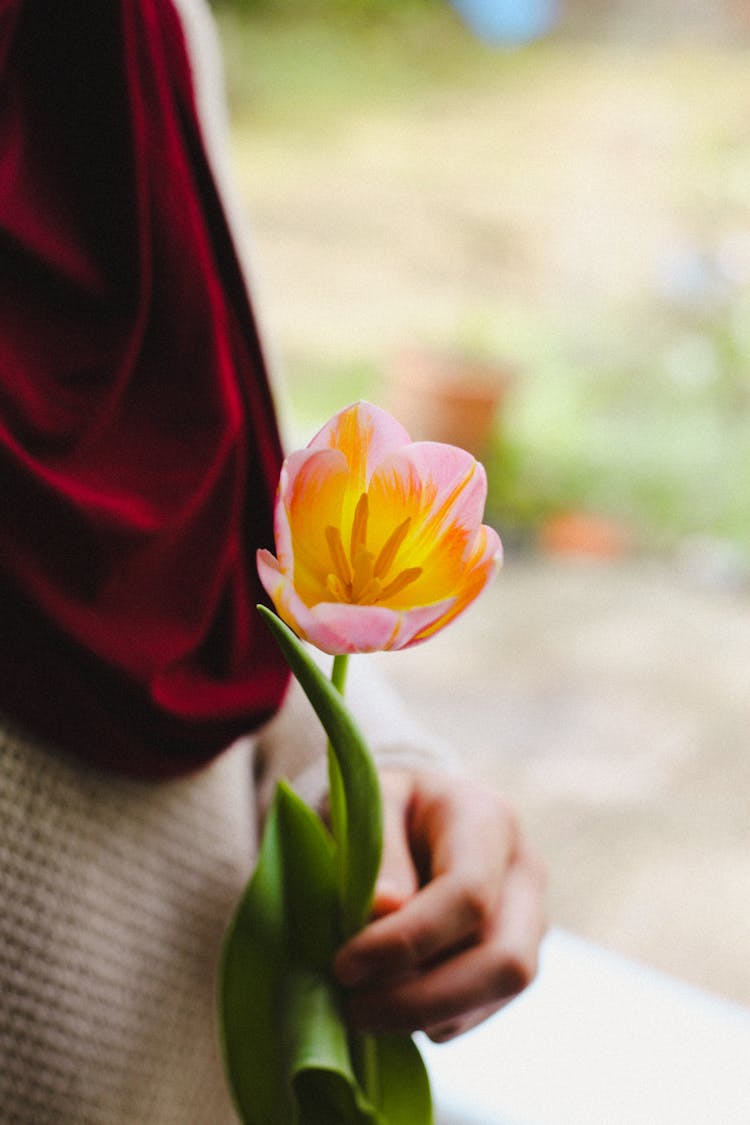 Close Up Of Woman Hand Holding Tulip